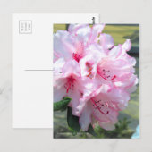Rhododendron 'Hydon Down' [Postkarte] Postkarte (Vorne/Hinten)