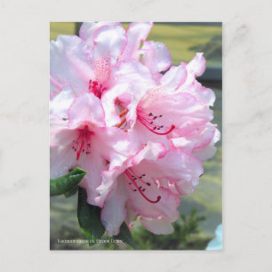 Rhododendron 'Hydon Down' [Postkarte] Postkarte