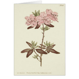 Rhododendron-Illustration