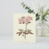 Rhododendron-Illustration Postkarte (Stehend Vorderseite)
