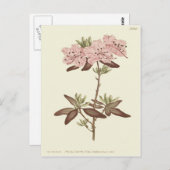 Rhododendron-Illustration Postkarte (Vorne/Hinten)