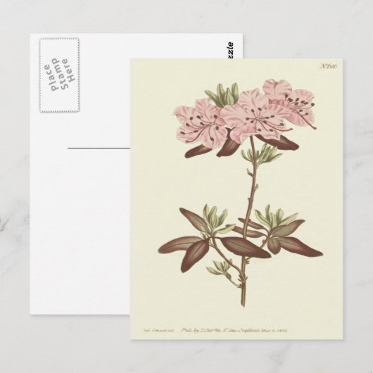 Rhododendron-Illustration Postkarte (Vorne/Hinten)