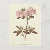 Rhododendron-Illustration Postkarte (Vorderseite)