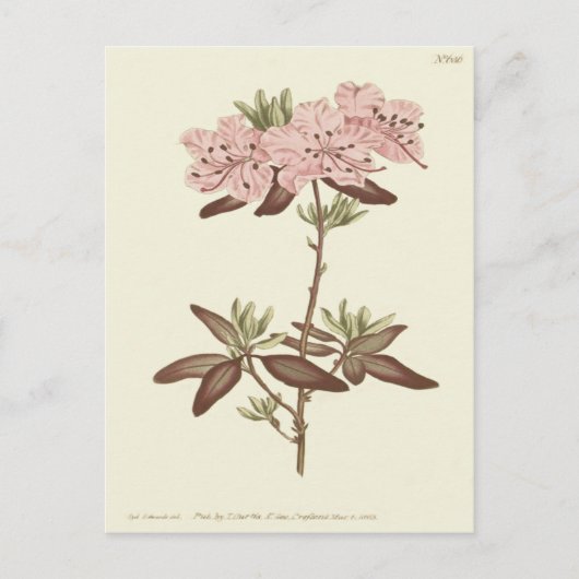Rhododendron-Illustration Postkarte (Vorderseite)