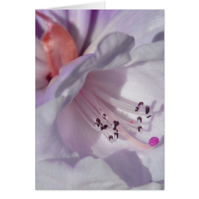Rhododendron in weiß und magenta (Vorne)