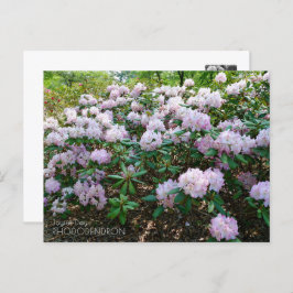 Rhododendron "Joyful Day" Postkarte
