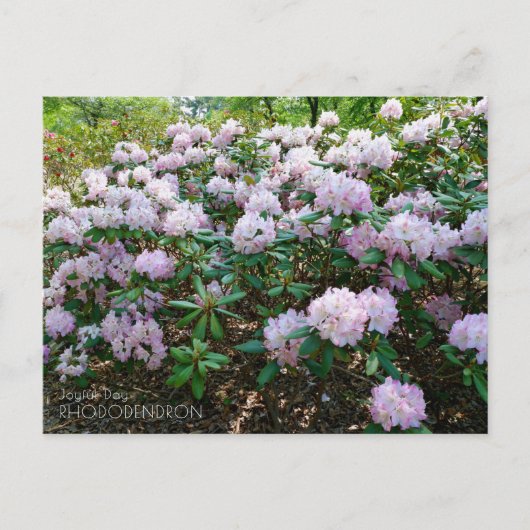 Rhododendron "Joyful Day" Postkarte (Vorderseite)