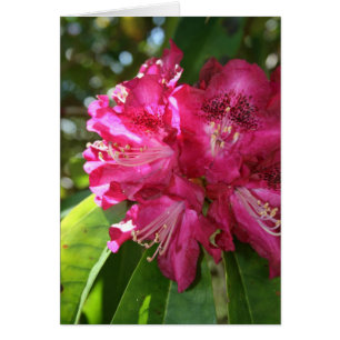 Rhododendron-Karte