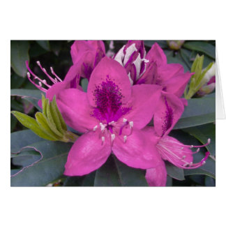 Rhododendron-Karte