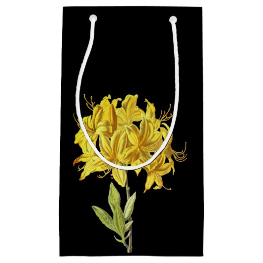 Rhododendron luteum (Pontic Azalea) Kleine Geschenktüte (Vorderseite)