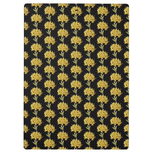 Rhododendron luteum (Pontic Azalea) Klemmbrett (Rückseite)