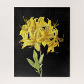 Rhododendron luteum (Pontic Azalea) Puzzle (Vertikal)