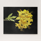 Rhododendron luteum (Pontic Azalea) Puzzle (Horizontal)