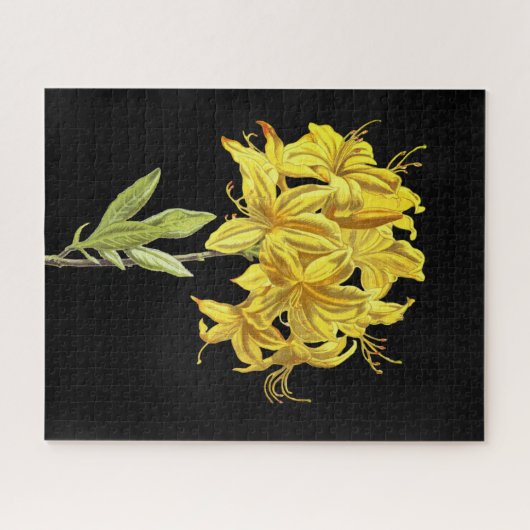 Rhododendron luteum (Pontic Azalea) Puzzle (Horizontal)