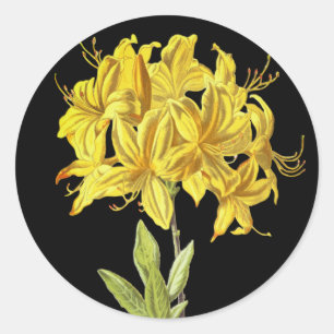 Rhododendron luteum (Pontic Azalea) Runder Aufkleber