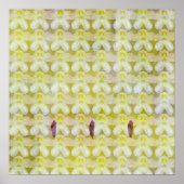 Rhododendron Max Poster (Vorne)