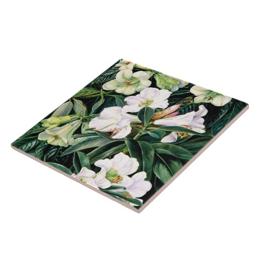 Rhododendron (Nordindien), botanische Kunst, Fliese (Seite)