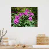 Rhododendron Ponticum Poster (Küche)
