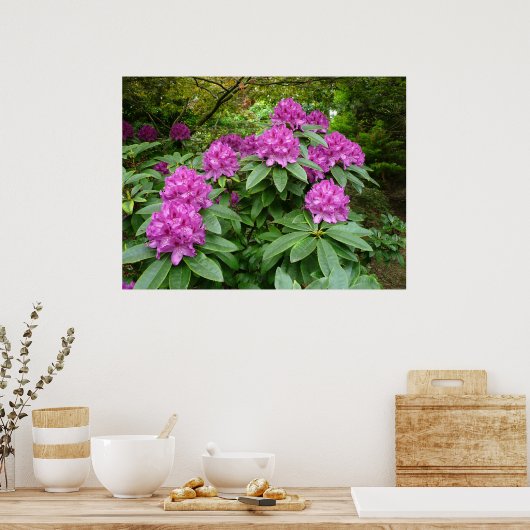 Rhododendron Ponticum Poster (Küche)