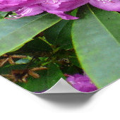 Rhododendron Ponticum Poster (Ecke)