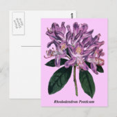 Rhododendron Ponticum Postkarte (Vorne/Hinten)