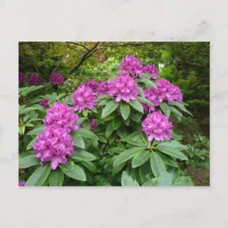 Rhododendron Ponticum Postkarte