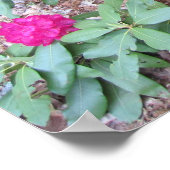 Rhododendron Poster (Ecke)