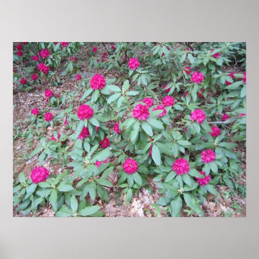 Rhododendron Poster (Vorne)