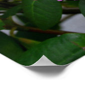 Rhododendron Poster (Ecke)