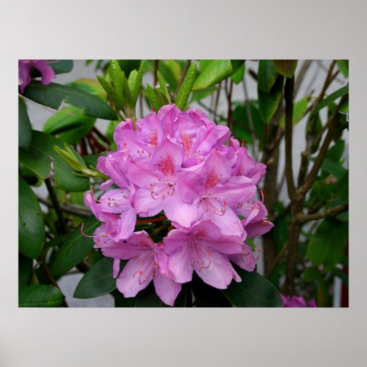 Rhododendron Poster (Vorne)