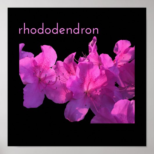 Rhododendron Poster (Vorne)