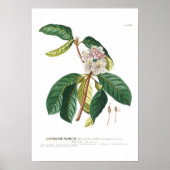 Rhododendron Poster (Vorne)
