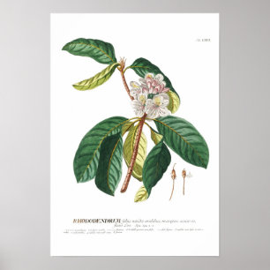 Rhododendron Poster