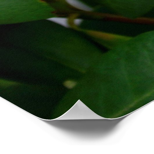 Rhododendron Poster (Ecke)