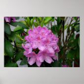 Rhododendron Poster (Vorne)