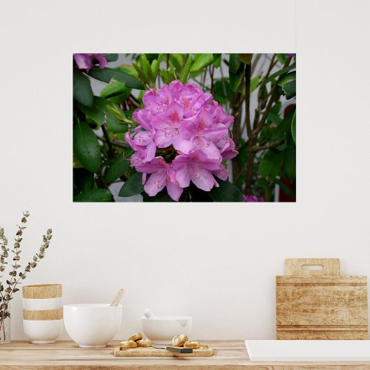 Rhododendron Poster (Küche)