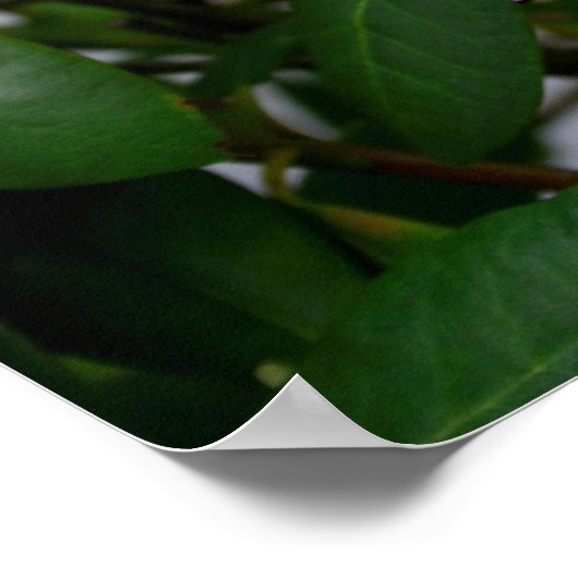 Rhododendron Poster (Ecke)