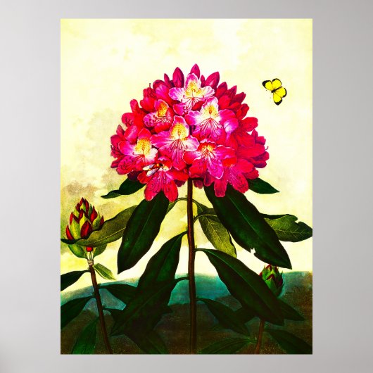 Rhododendron Poster (Vorne)