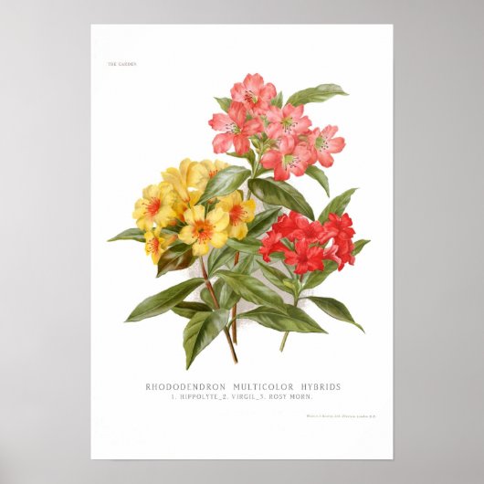 Rhododendron Poster (Vorne)
