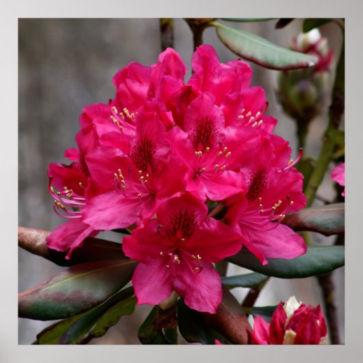 Rhododendron Poster (Vorne)