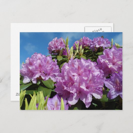 Rhododendron Postkarte (Vorne/Hinten)