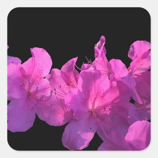 Rhododendron Quadratischer Aufkleber (Vorderseite)
