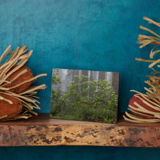 Rhododendron - Redwood-Nationalpark California Fotoplatte (Seite)