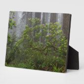 Rhododendron - Redwood-Nationalpark California Fotoplatte (Seite)