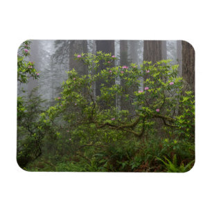 Rhododendron - Redwood-Nationalpark California Magnet
