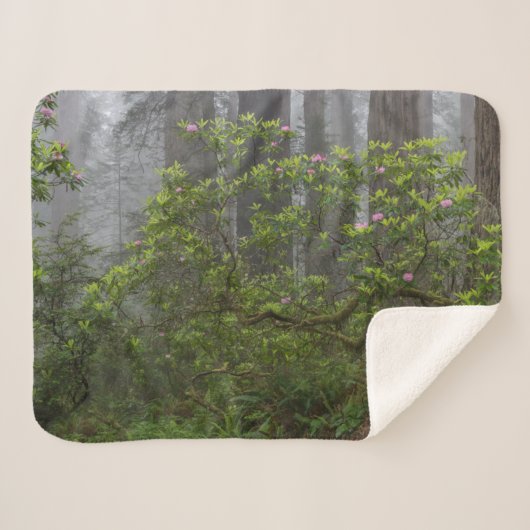 Rhododendron - Redwood-Nationalpark California Sherpadecke (Vorderseite (Horizontal))