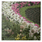 Rhododendron (Rhododendron catawbiense) Heath Fliese (Vorderseite)