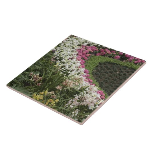 Rhododendron (Rhododendron catawbiense) Heath Fliese (Seite)