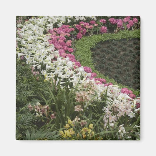Rhododendron (Rhododendron catawbiense) Heath Magnet (Vorne)