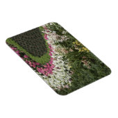 Rhododendron (Rhododendron catawbiense) Heath Magnet (Rechte Seite)